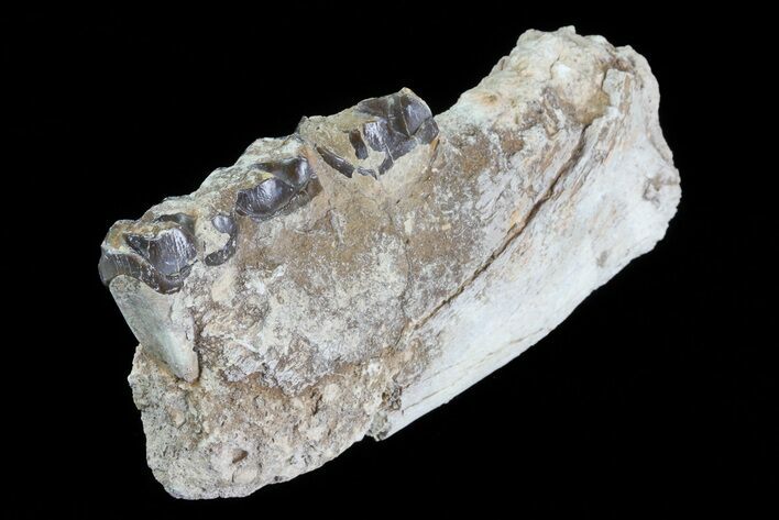 Hyracodon (Running Rhino) Jaw Section - South Dakota #80147
